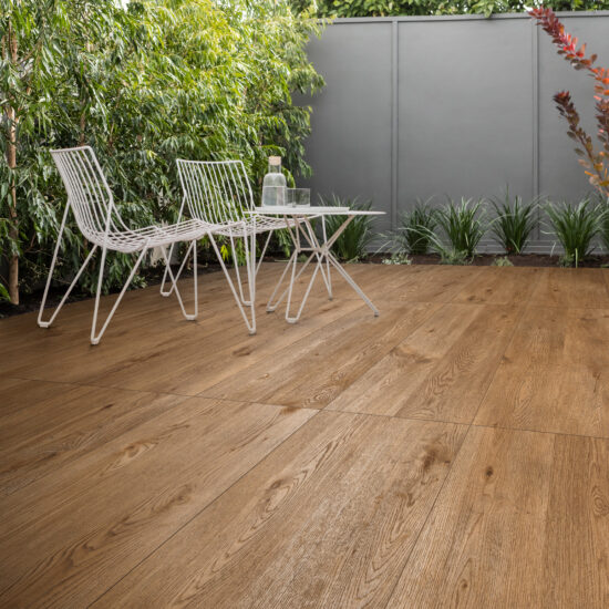 Ragno Inedito Xt20 001