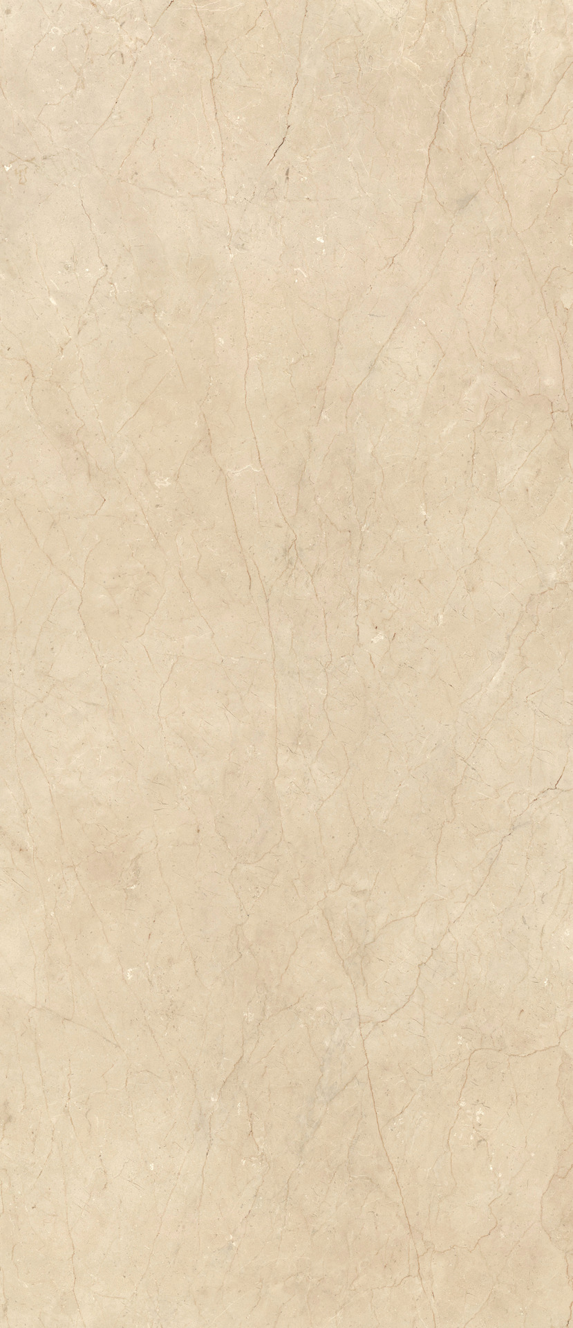 ragno incanto raaa.jpg