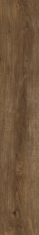 ragno inedito radp.jpg