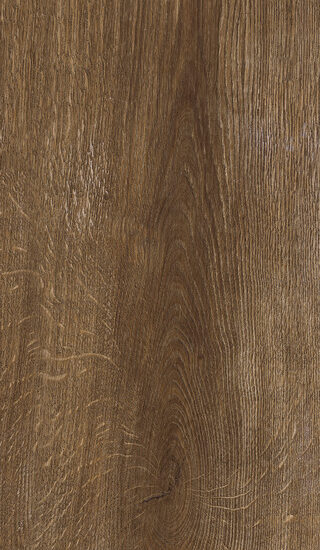 ragno inedito radp.jpg