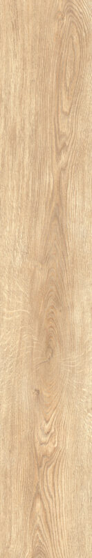 ragno inedito radt.jpg