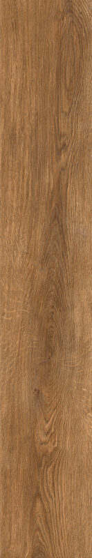 ragno inedito rae3.jpg