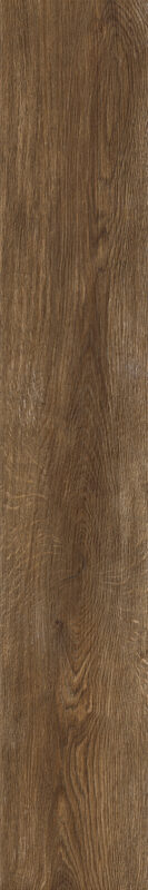 ragno inedito rae4.jpg