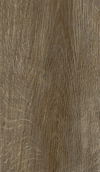 ragno inedito rae5.jpg