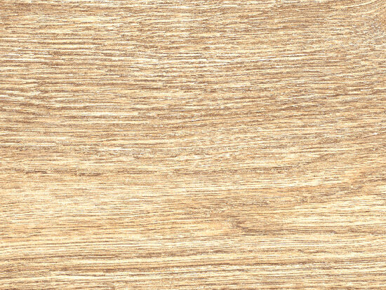 ragno inedito rc5f.jpg