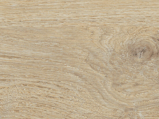 ragno ossimori r9sv.jpg