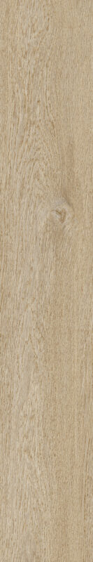 ragno ossimori r9tg.jpg