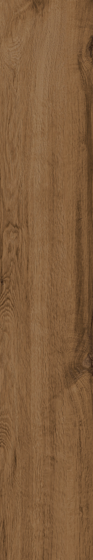 ragno woodtale r4tr.jpg